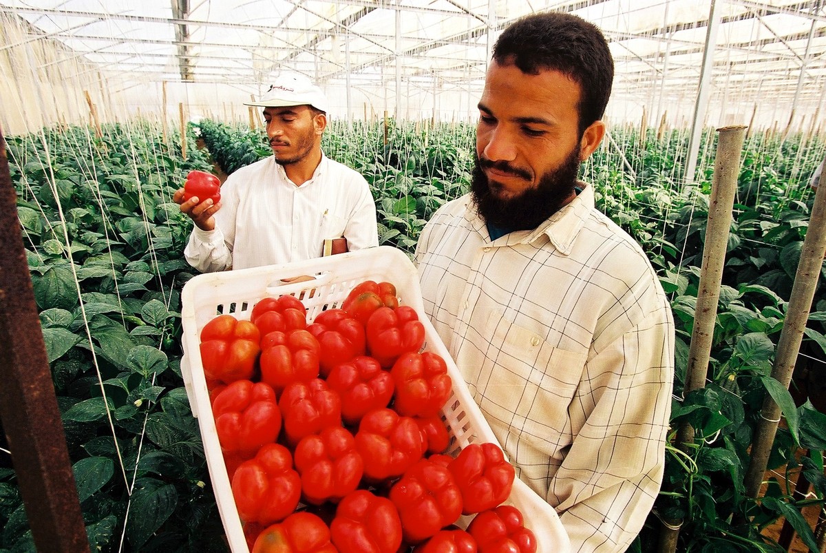 Agricultural landscape in Egypt showing traditional and modern farming practices